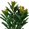 Vickerman 34" Green Myrtle in Pot 125 Lvs Real Tch - TA181434